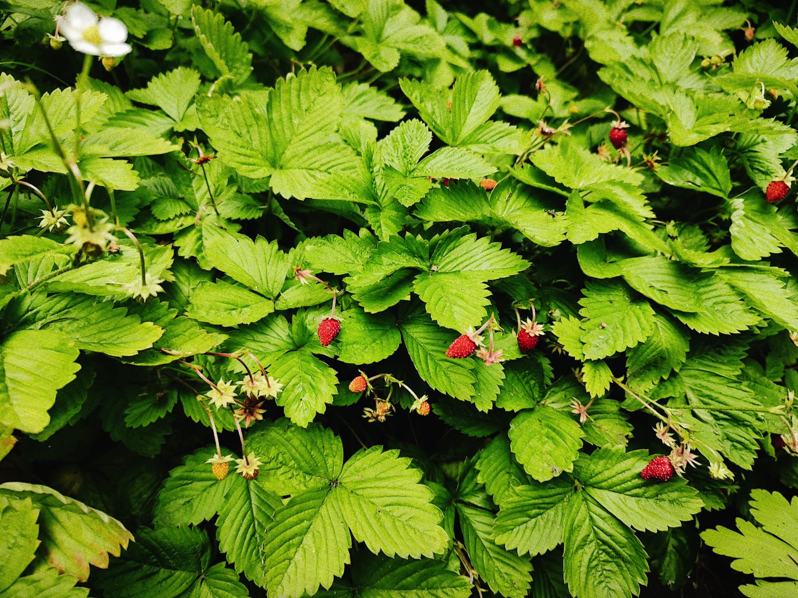 Erdbeeren im Garten