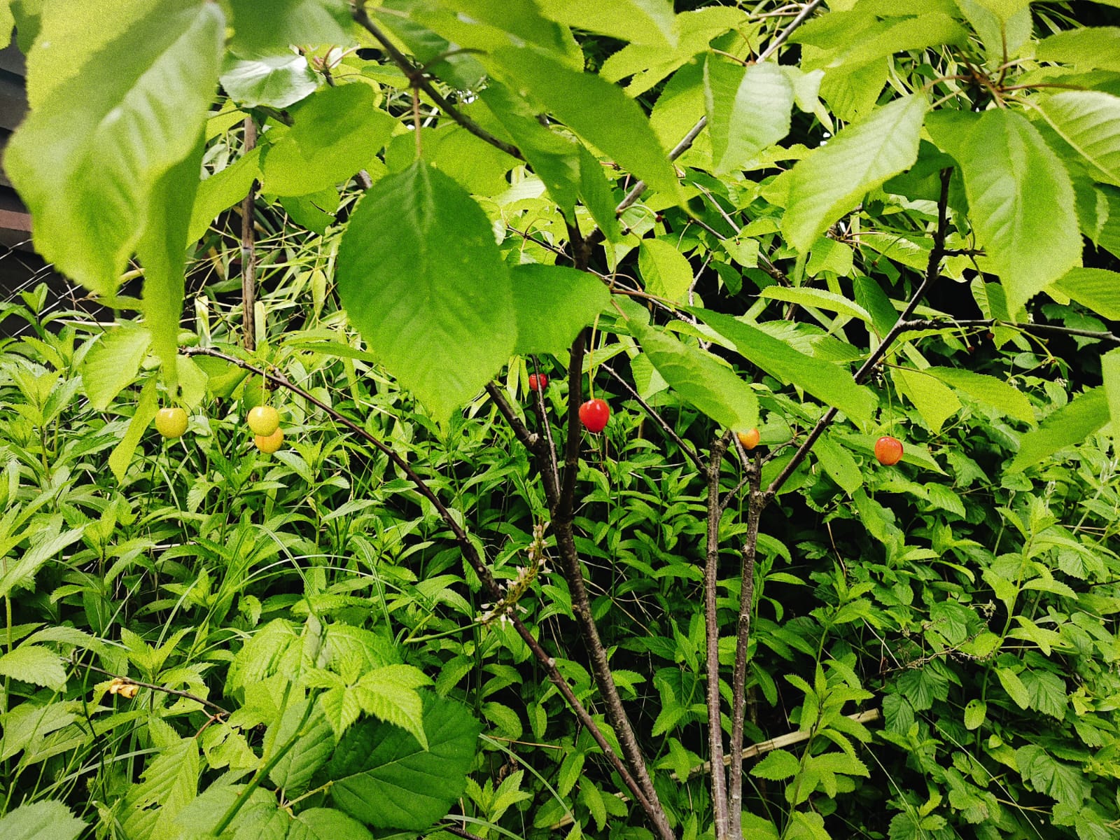 Kirschen im Garten