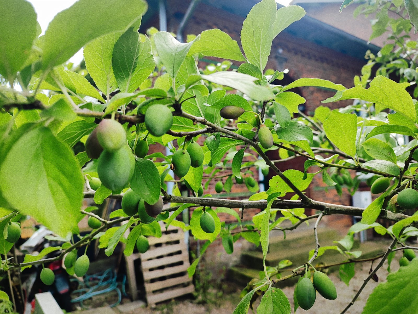 Frische Pflaumen
